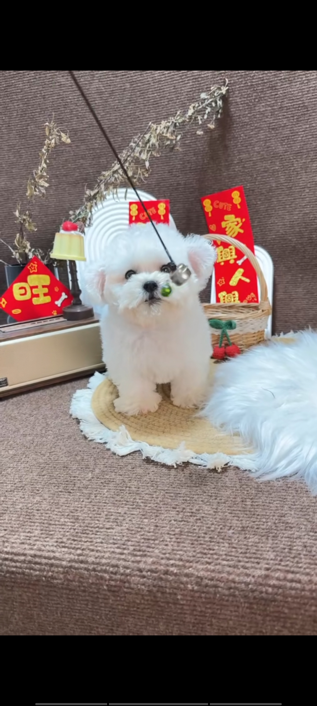 米奇儿比熊